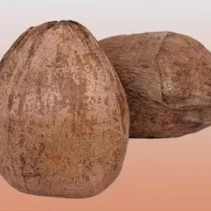 Nariyal Pani Wala for All Type of Puja|Chath Puja Nariyal(Pack Of 2 Nariyal)