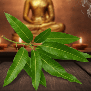 Fresh Leaves Aam ki patti Aam ka patta Mango tree leaf With Min Order - 299